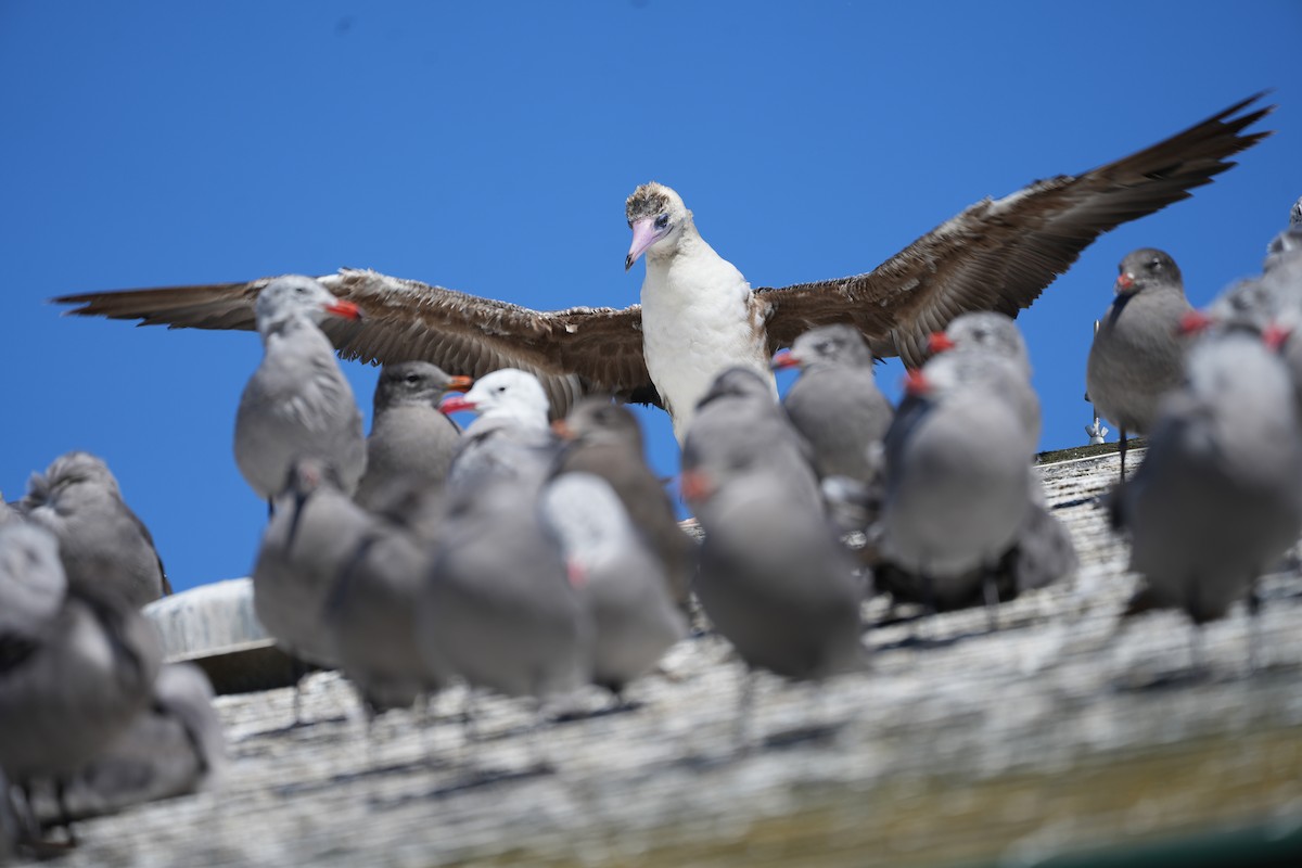 Red-footed Booby - ML622190405