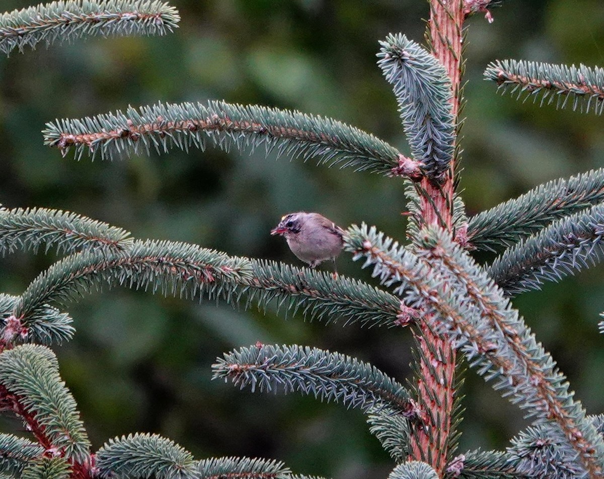 Golden-crowned Kinglet - ML622190430