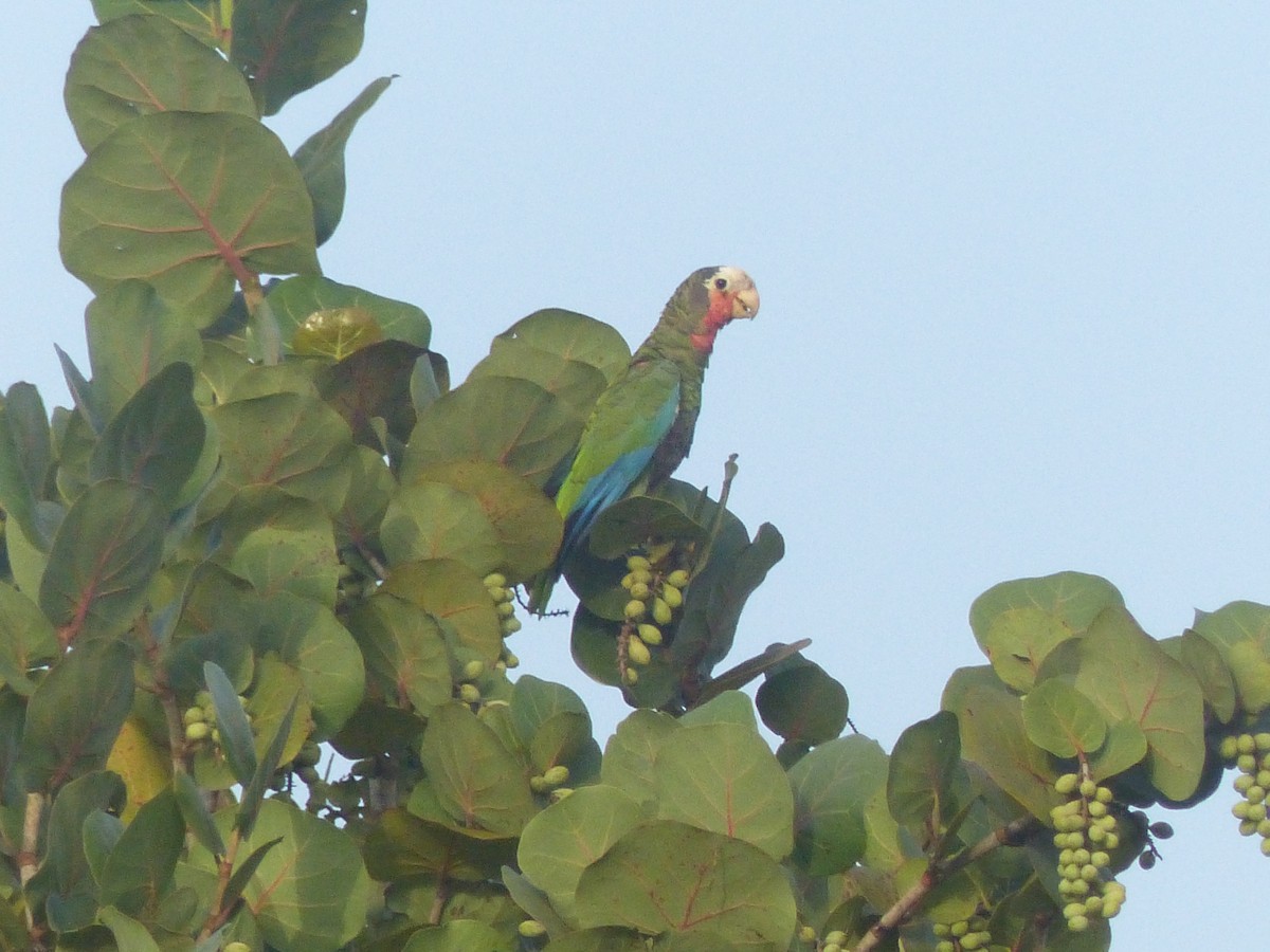 Cuban Parrot - ML622190438