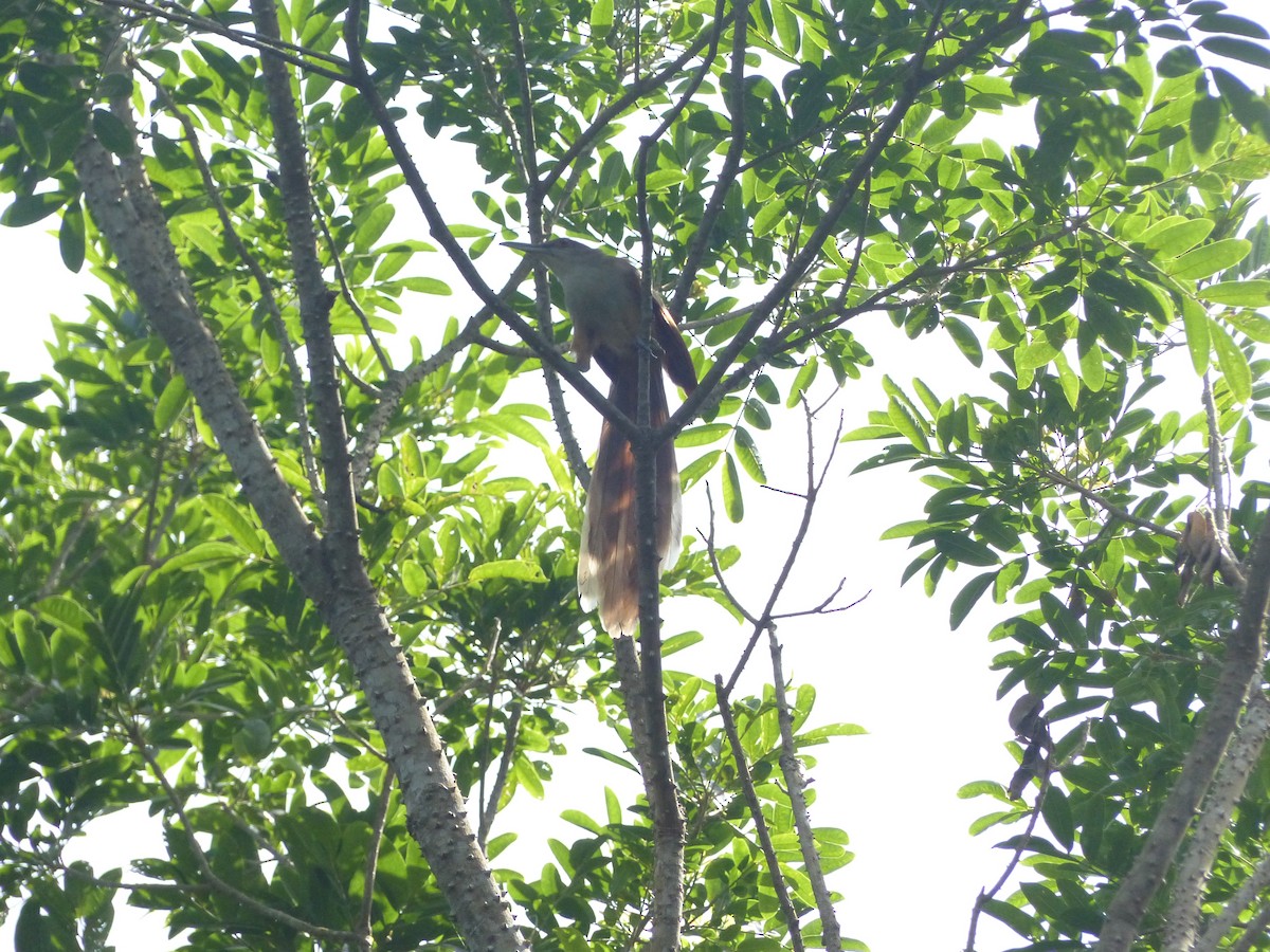 Great Lizard-Cuckoo - ML622190465