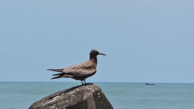 Brown Noddy - ML622190481