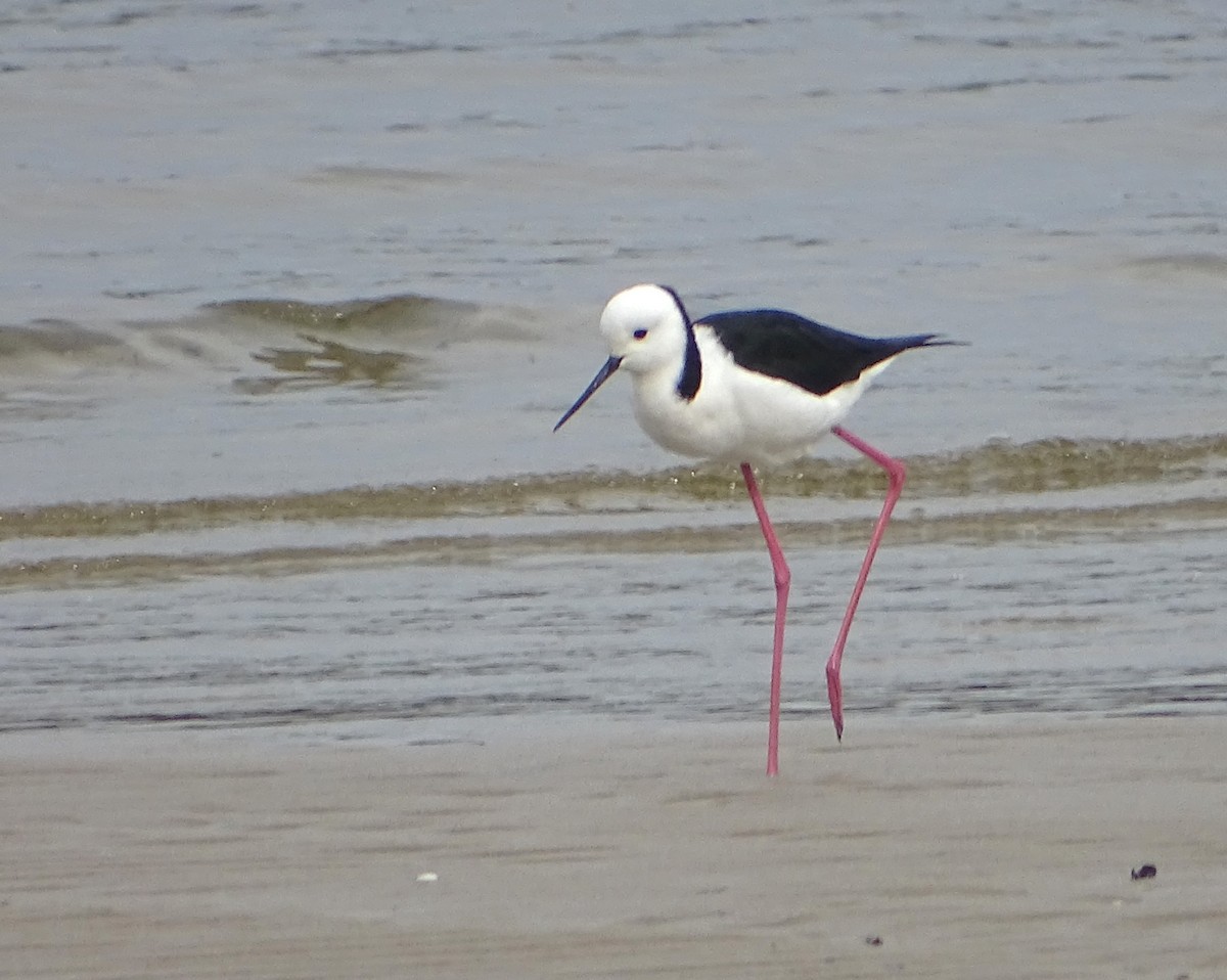 Pied Stilt - ML622190482