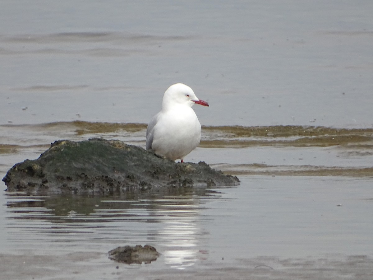 Silver Gull - ML622190485