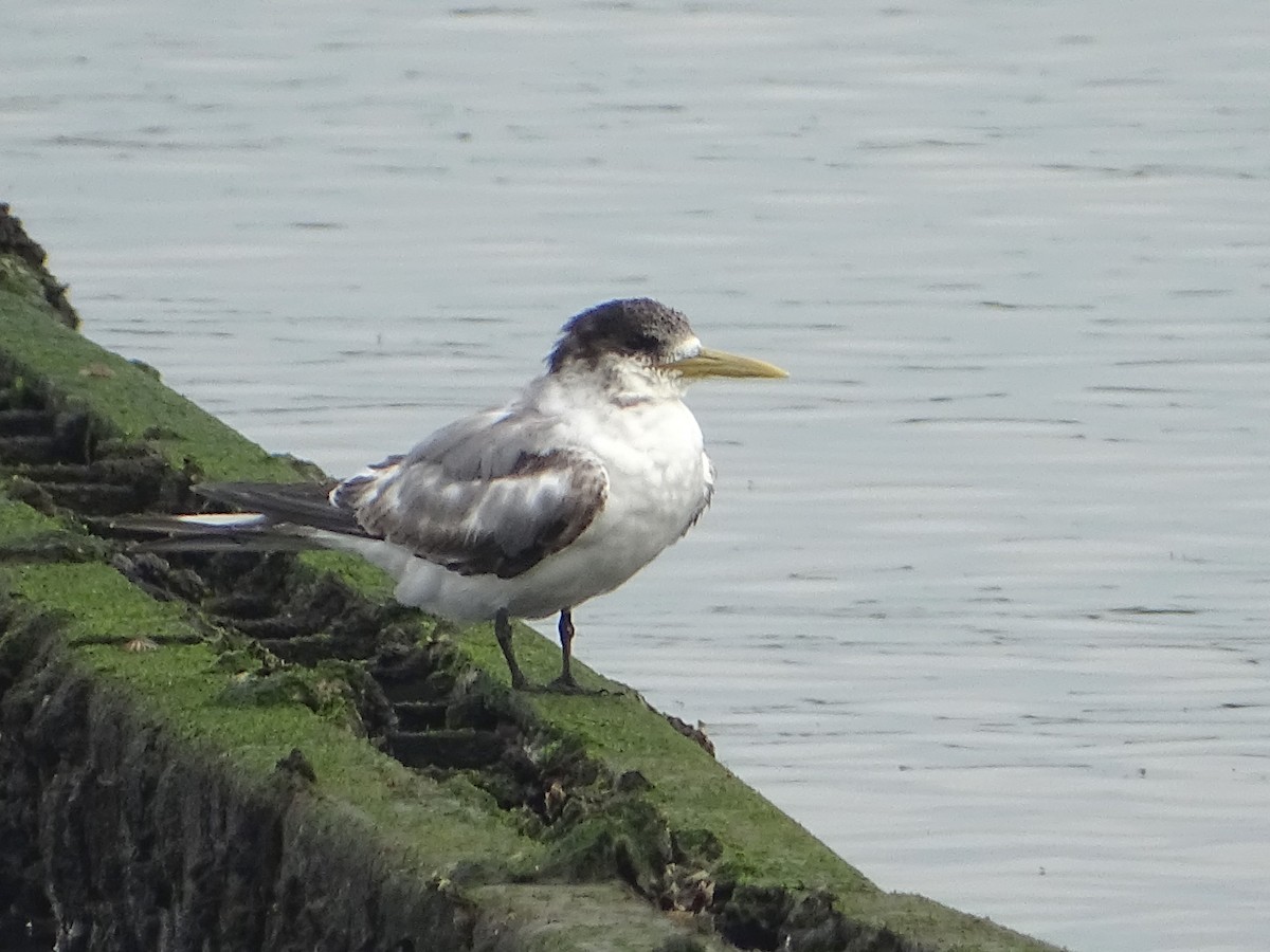 Great Crested Tern - ML622190487