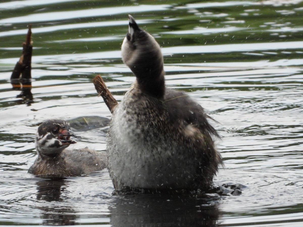 Pied-billed Grebe - ML622190501