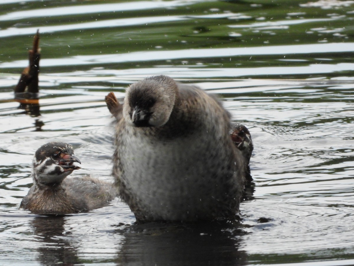 Pied-billed Grebe - ML622190502