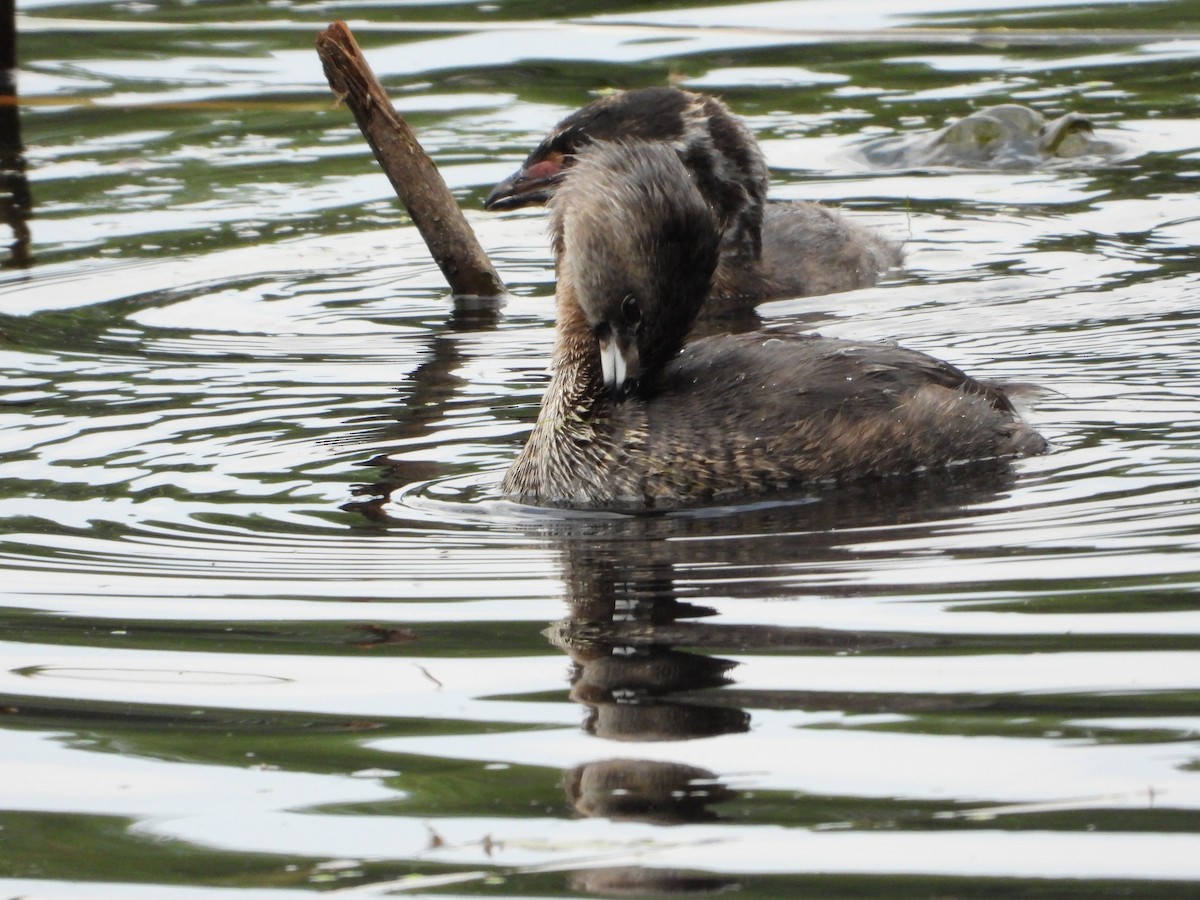 Pied-billed Grebe - ML622190503