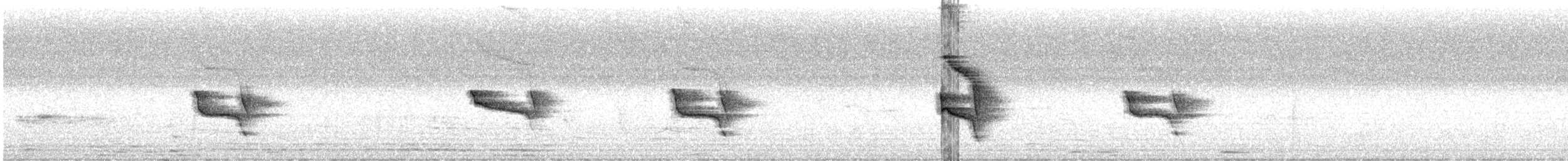 Social Flycatcher - ML622190518