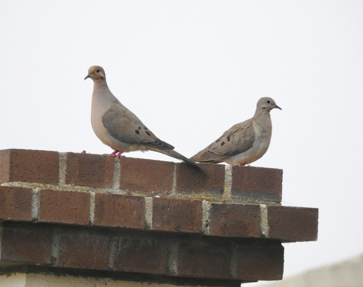 Mourning Dove - ML622190524