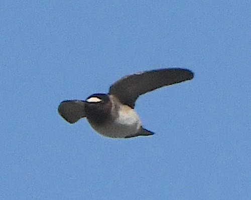 Cliff Swallow - ML622190526