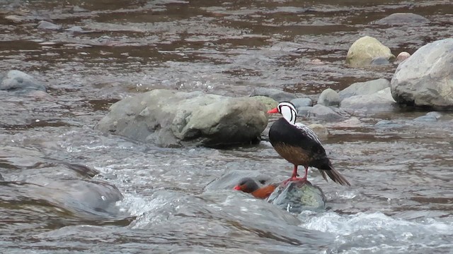 Torrent Duck - ML622190598