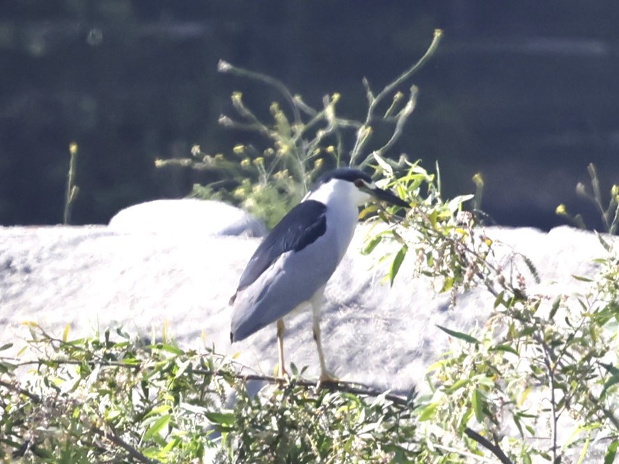 Black-crowned Night Heron - ML622190600