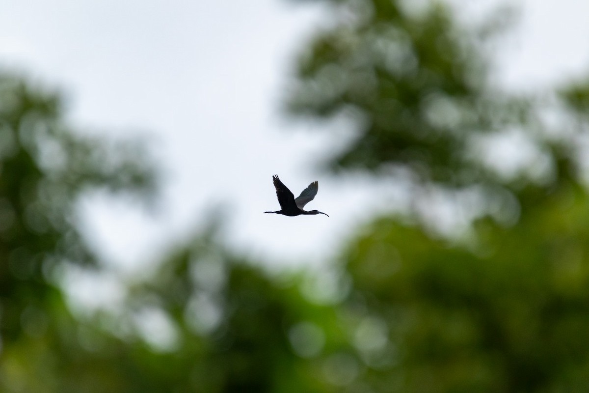 Glossy Ibis - ML622190619