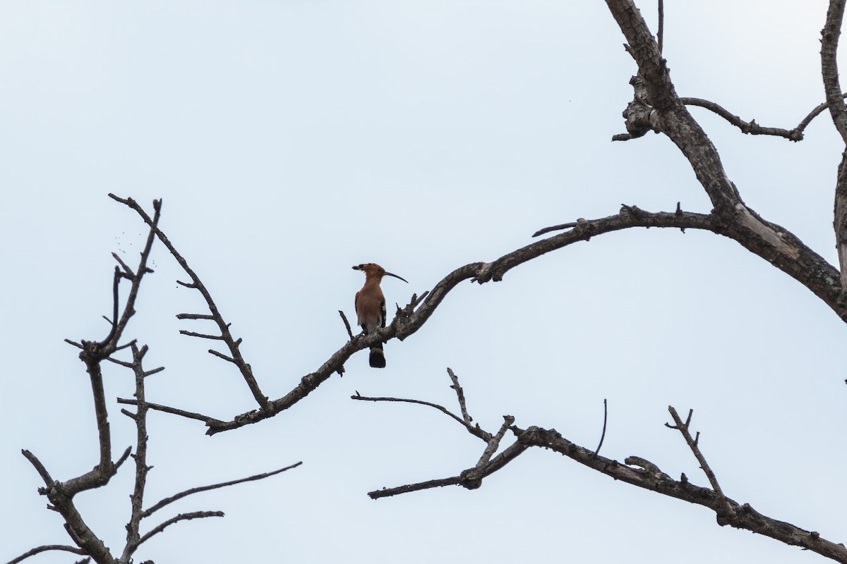 Eurasian Hoopoe - Coimbatore Nature Society