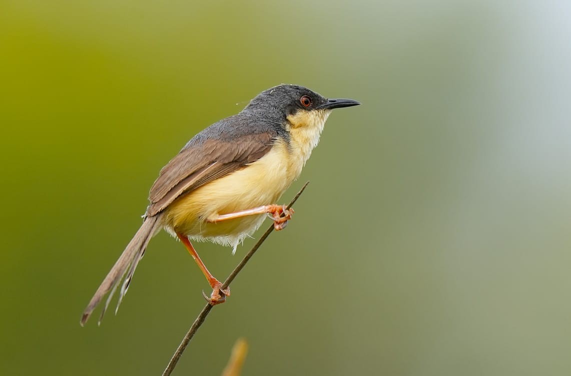 Ashy Prinia - ML622190636