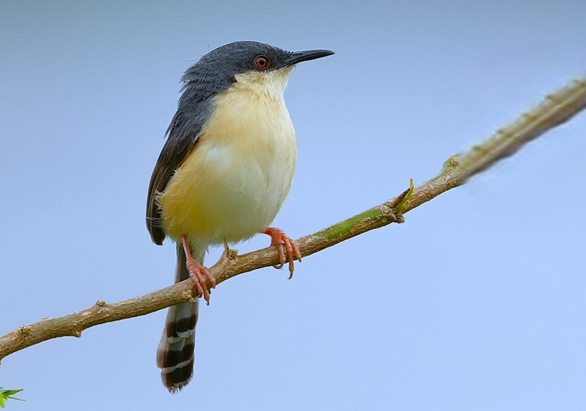 Ashy Prinia - ML622190637