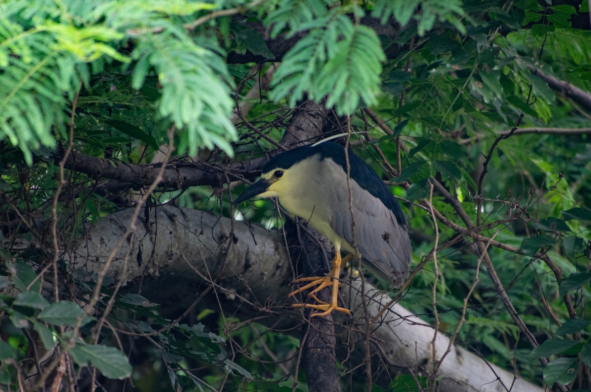 Black-crowned Night Heron - ML622190669