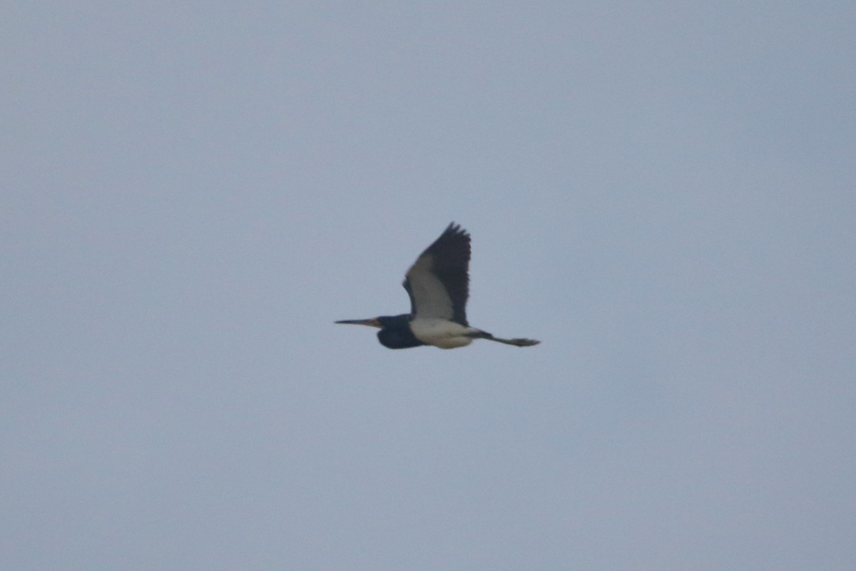 Tricolored Heron - ML622190709