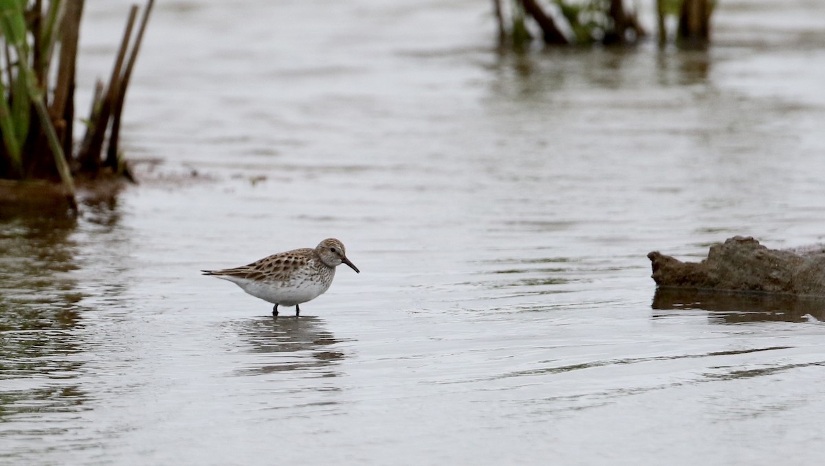 White-rumped Sandpiper - Jay McGowan