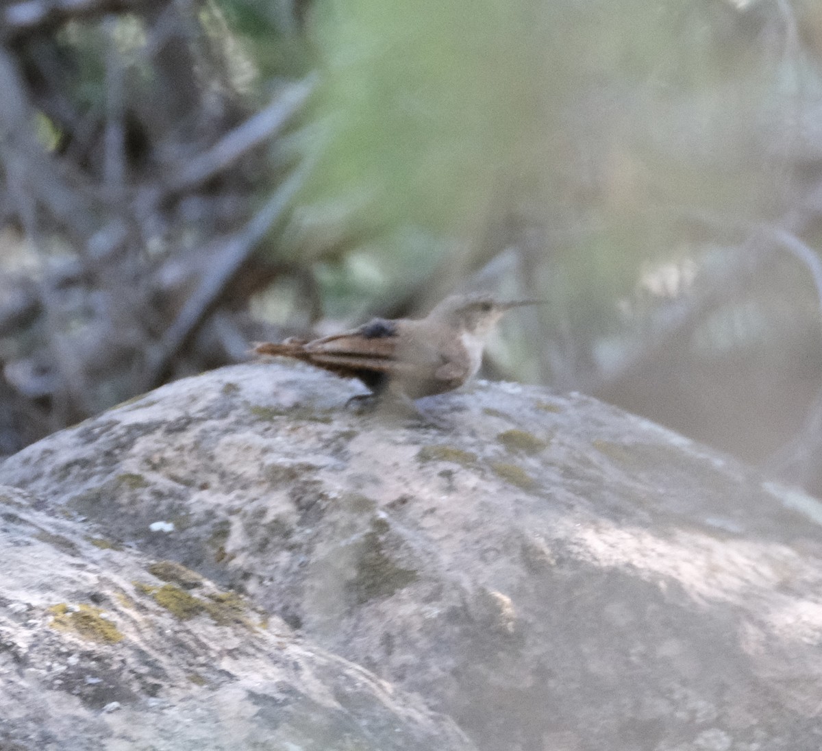 Canyon Wren - ML622190880
