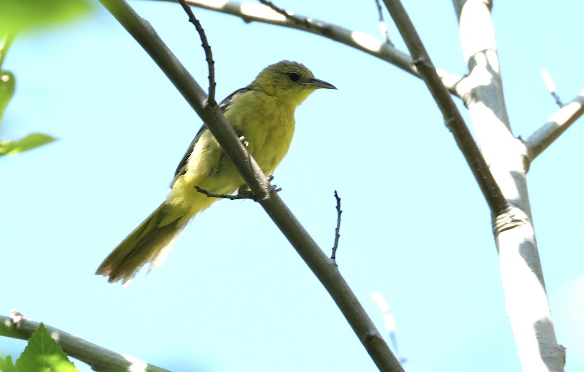 Hooded Oriole - ML622190909