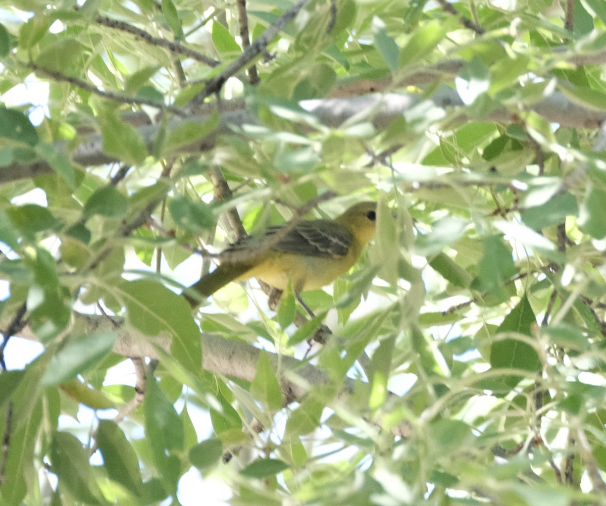Hooded Oriole - ML622190910