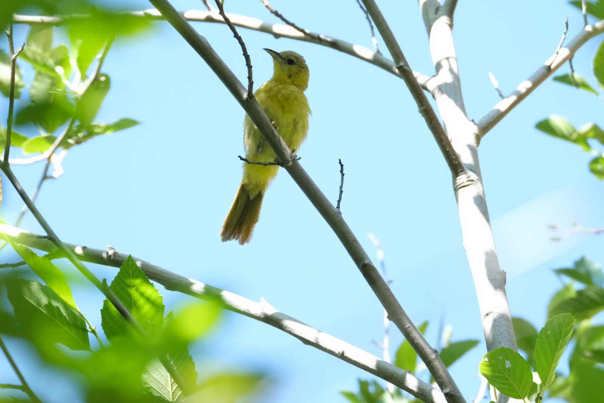 Hooded Oriole - ML622190911