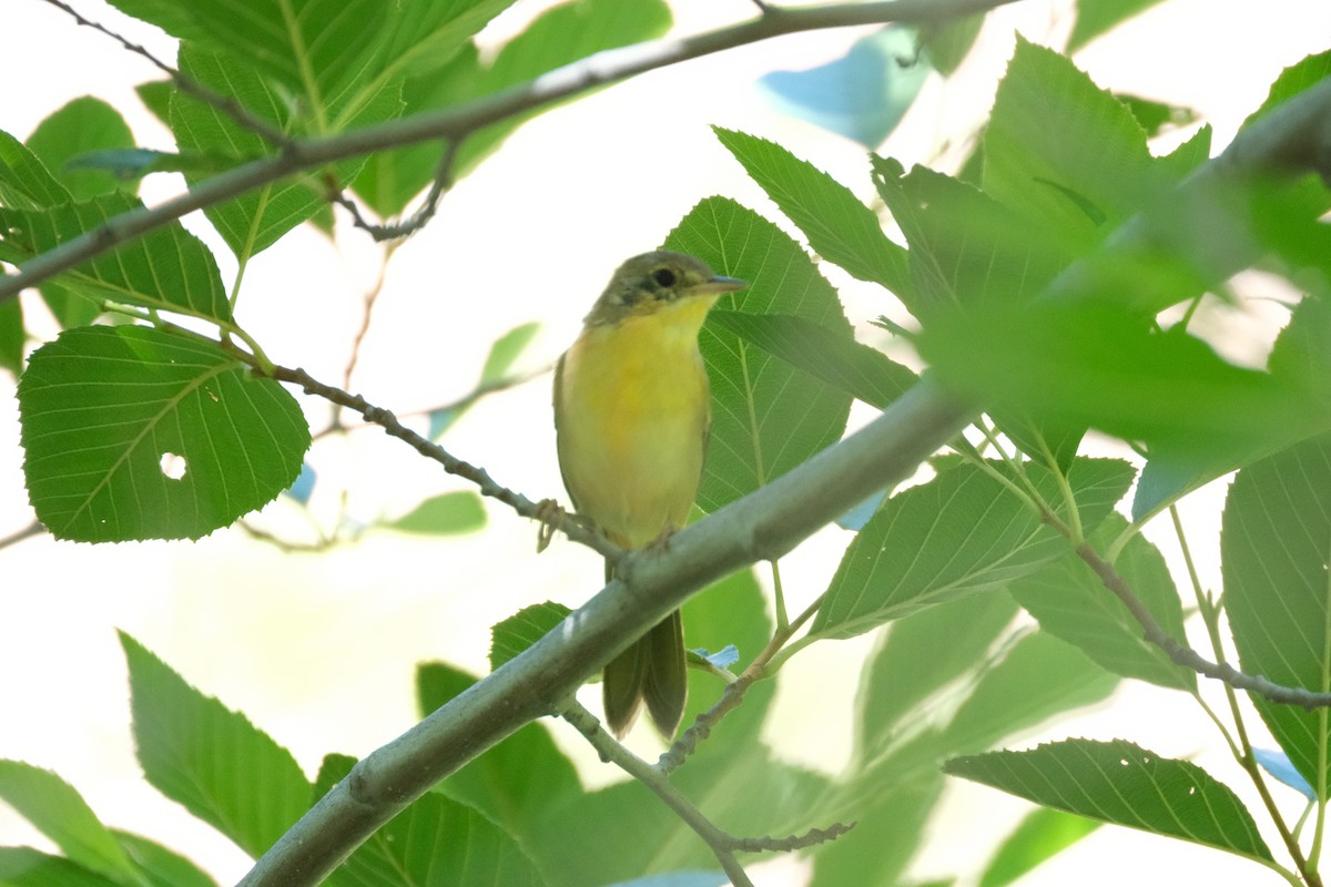 Common Yellowthroat - ML622190951