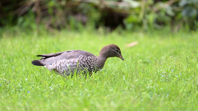 Maned Duck - ML622190999