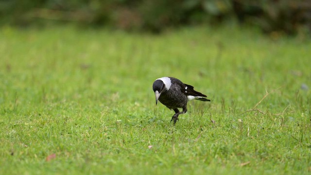 Australian Magpie - ML622191009