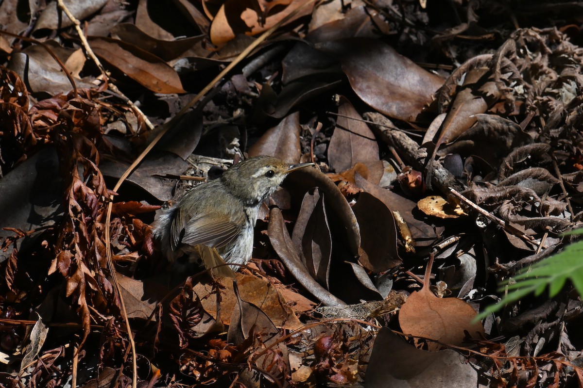 Japanese Bush Warbler (Bonin) - ML622191014