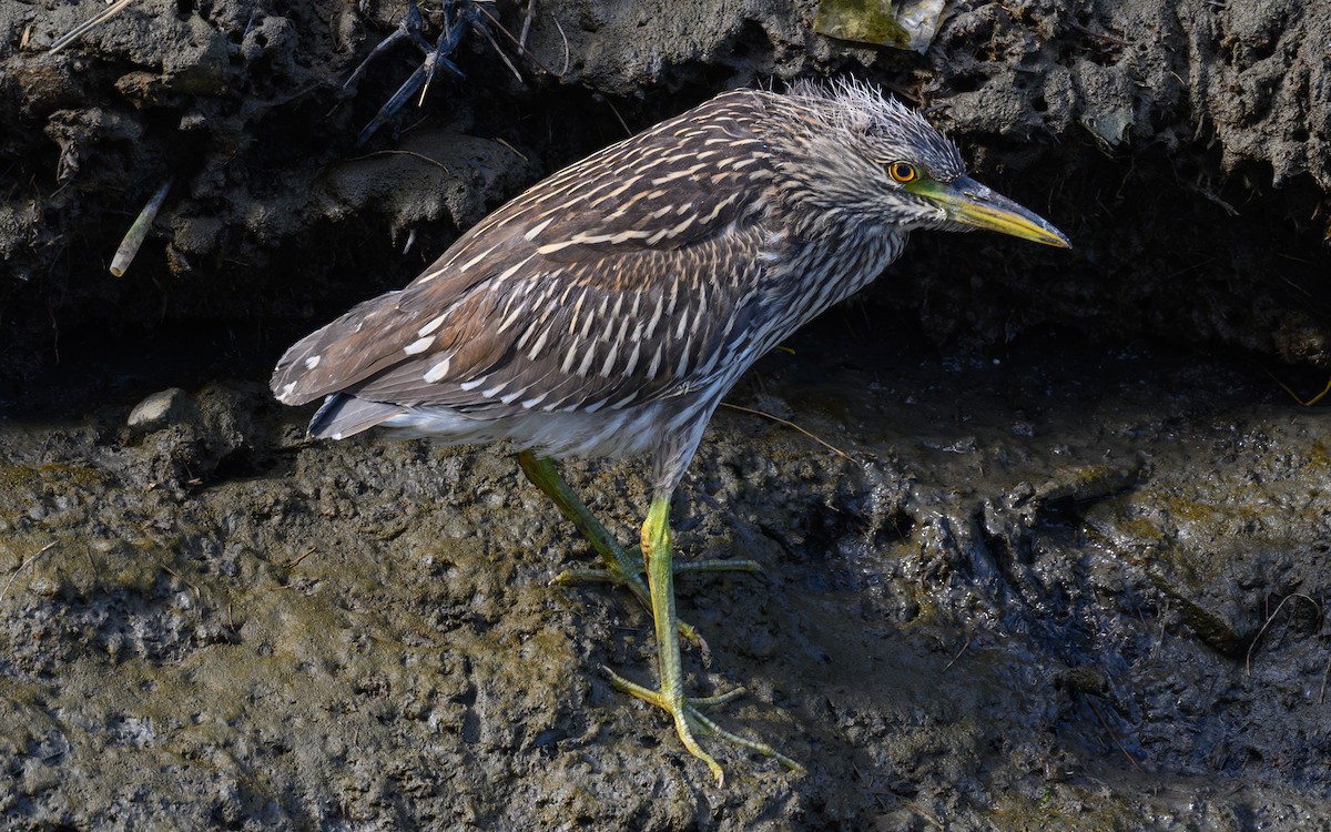 Black-crowned Night Heron - ML622191033