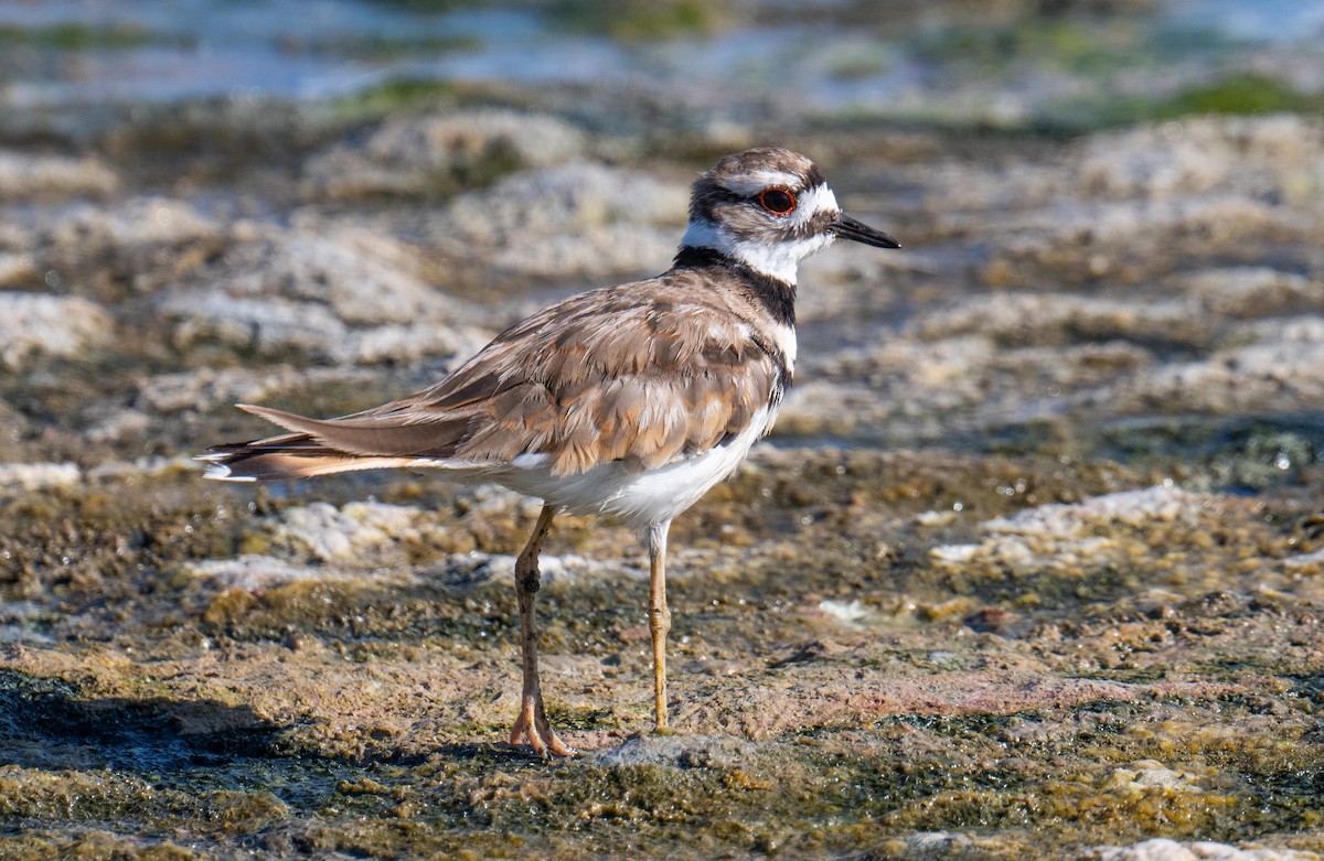 Killdeer - ML622191066