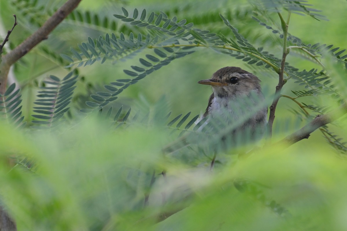 Japanese Bush Warbler (Bonin) - ML622191126