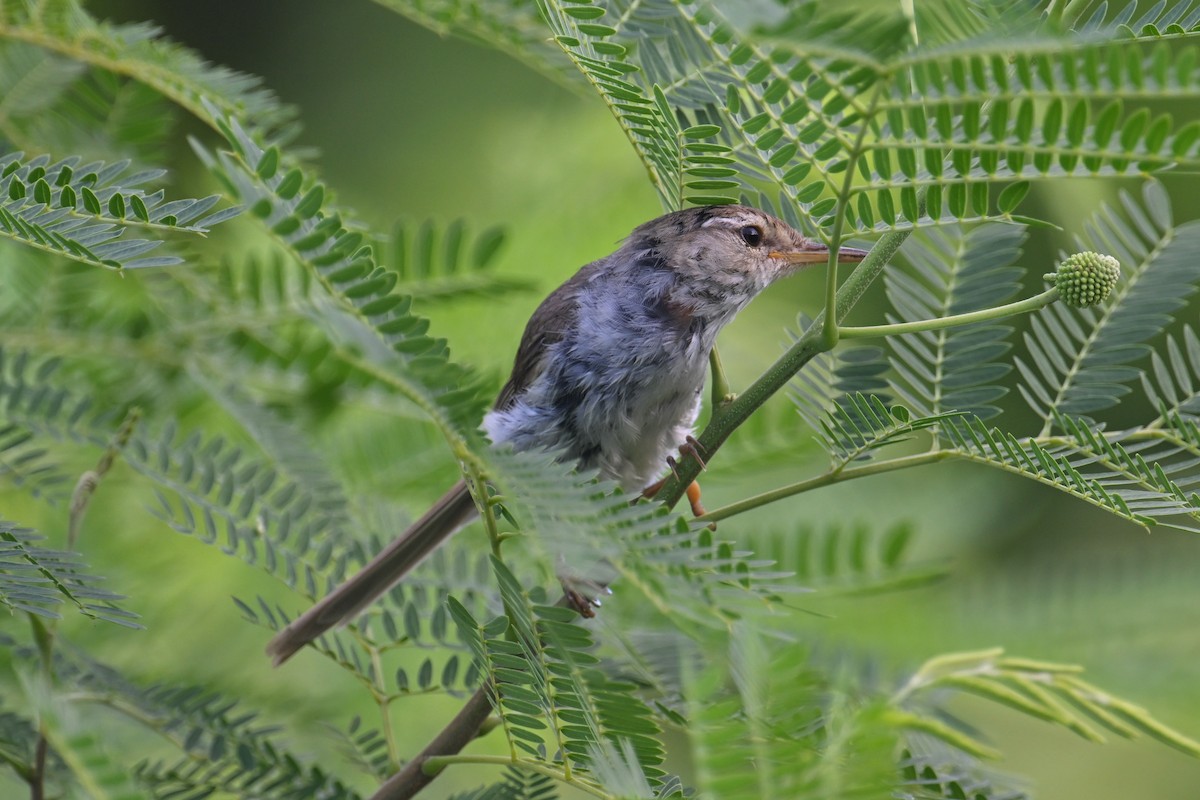 Japanese Bush Warbler (Bonin) - ML622191129