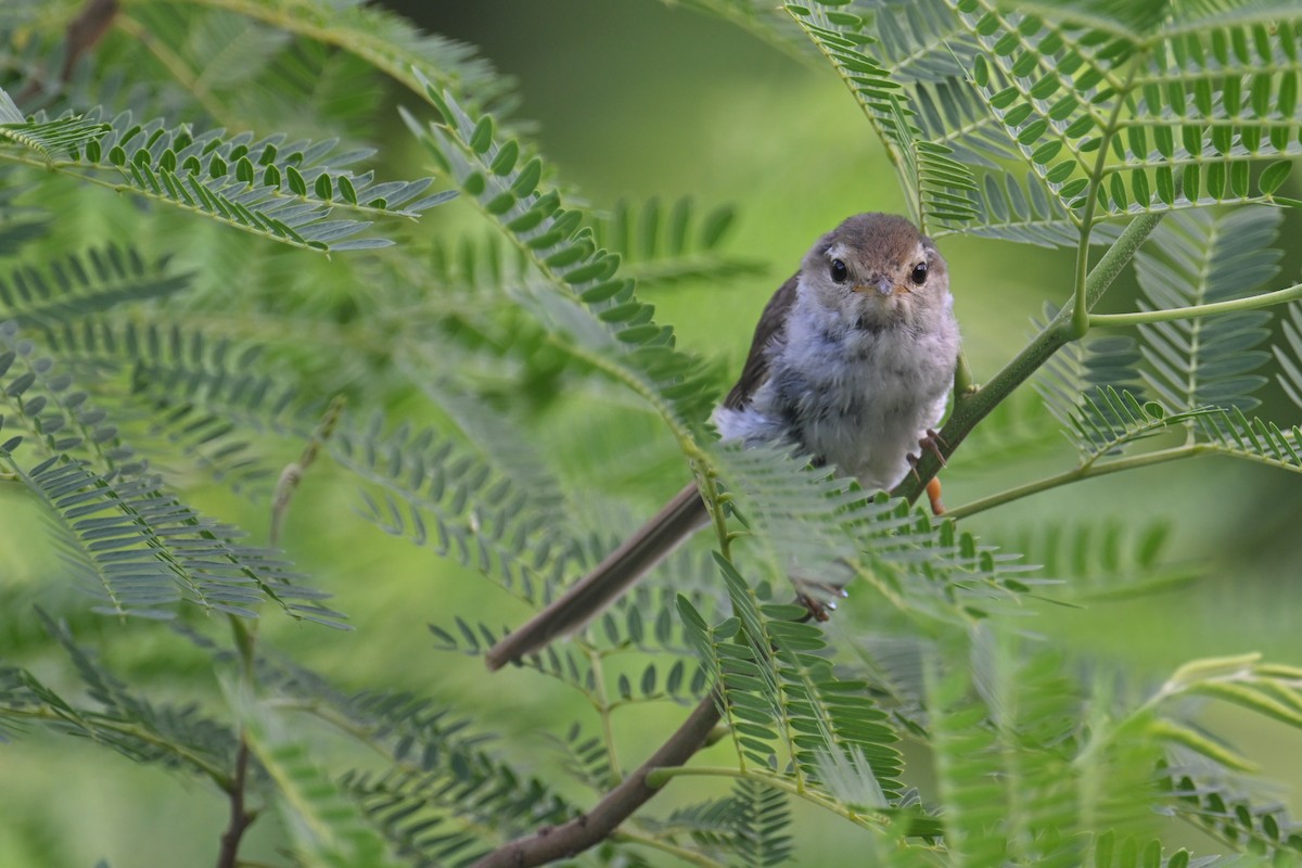 Japanese Bush Warbler (Bonin) - ML622191130