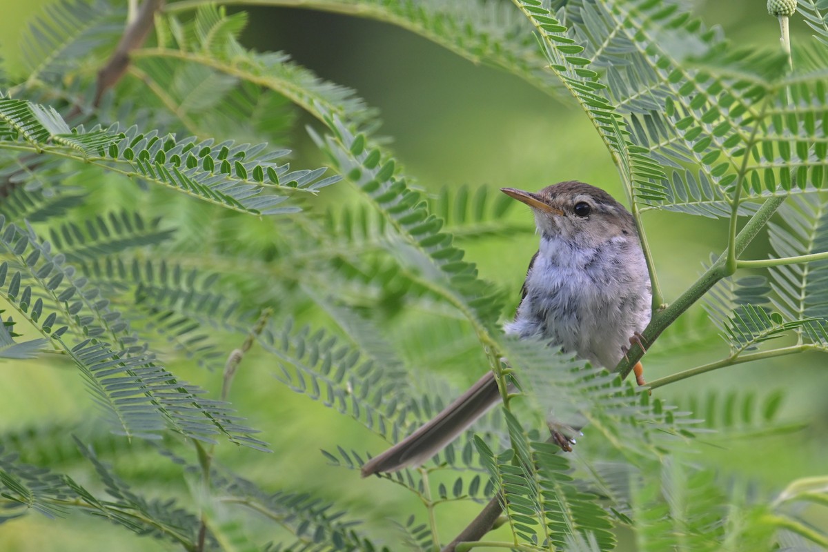 Japanese Bush Warbler (Bonin) - ML622191131