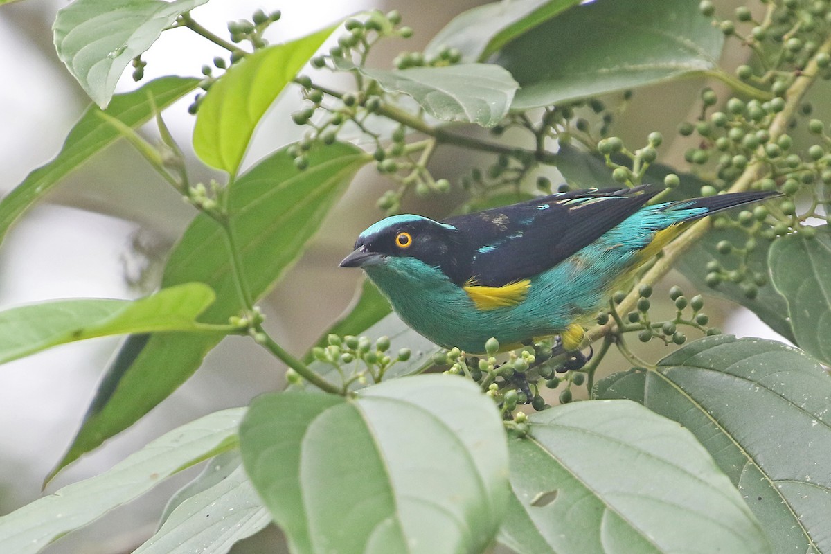 Black-faced Dacnis - ML622191165