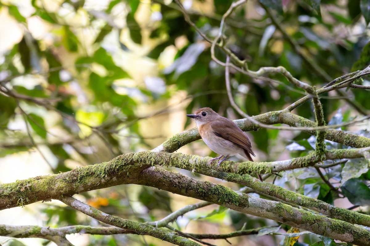 Fulvous-chested Jungle Flycatcher - ML622191173