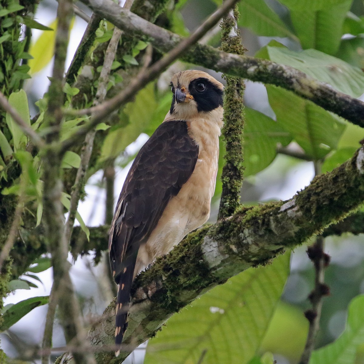 Laughing Falcon - ML622191176