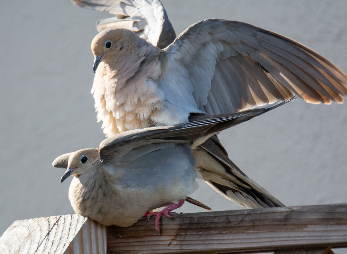 Mourning Dove - ML622191237