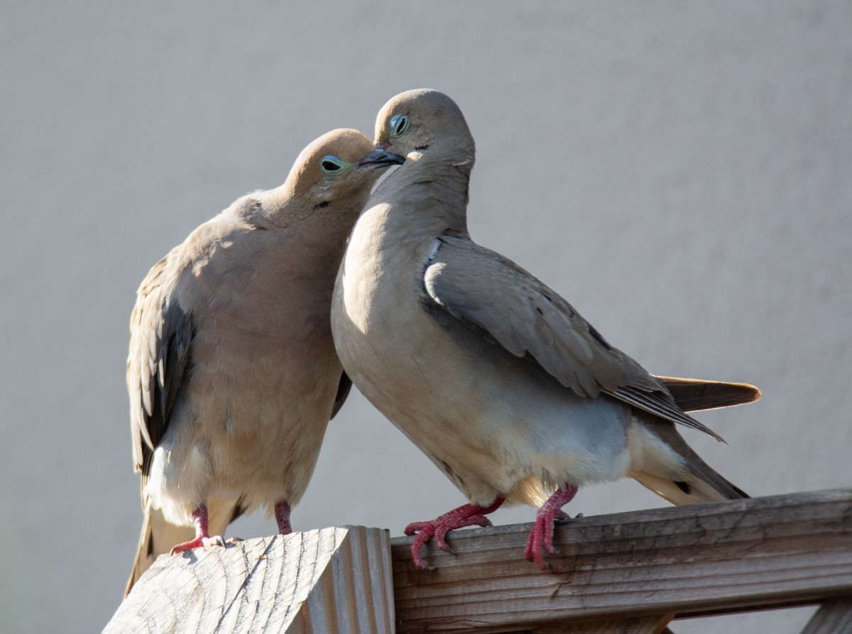 Mourning Dove - ML622191238