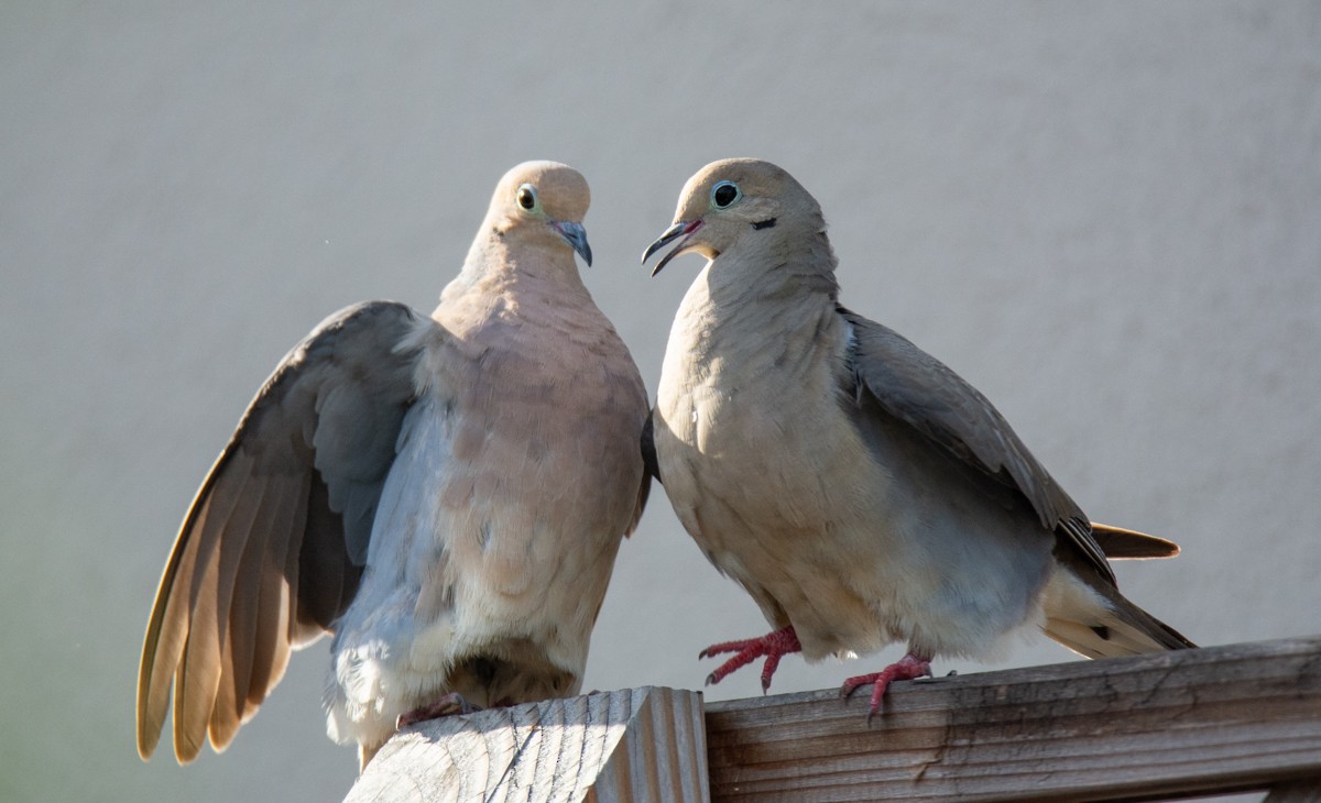 Mourning Dove - ML622191239