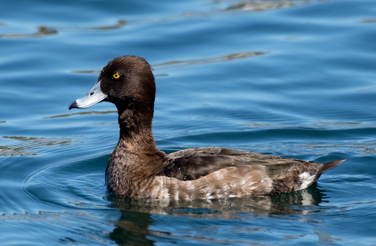 Tufted Duck - ML622191311