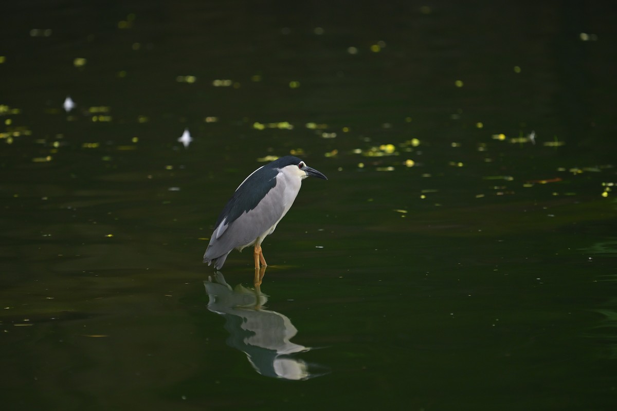 Black-crowned Night Heron - ML622191377