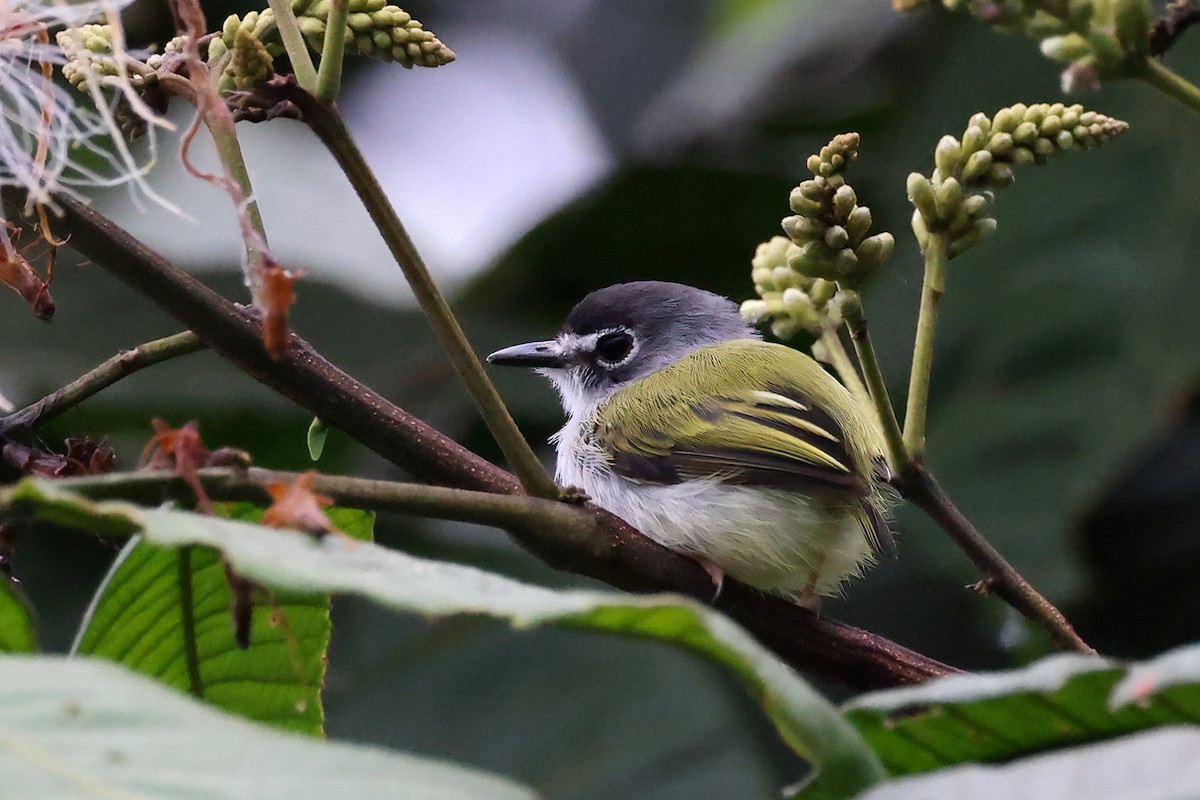 Black-capped Pygmy-Tyrant - ML622191388