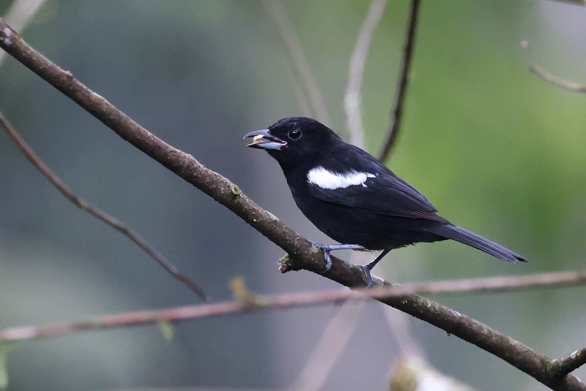 White-shouldered Tanager - ML622191394