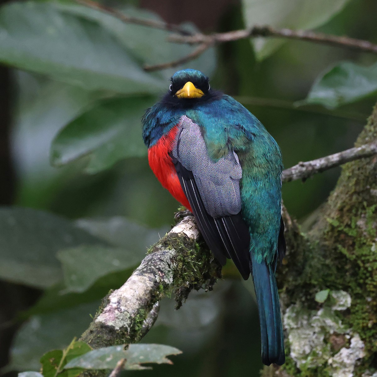 Blue-tailed Trogon - ML622191402