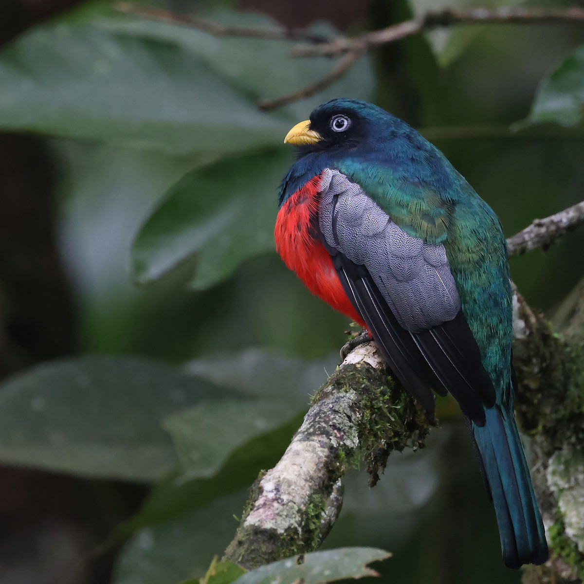 Blue-tailed Trogon - ML622191408