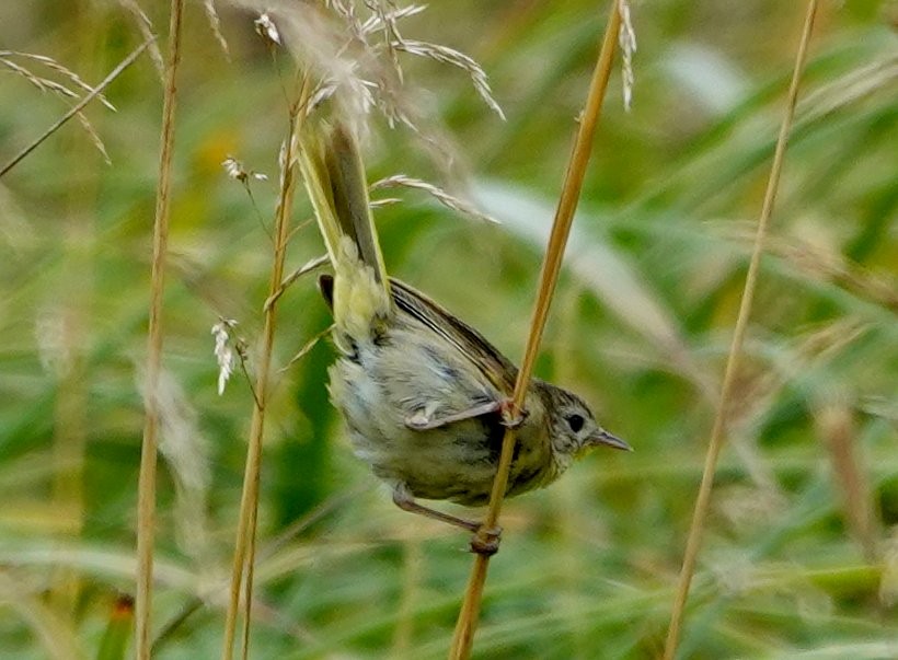 Yellow Warbler - ML622191440